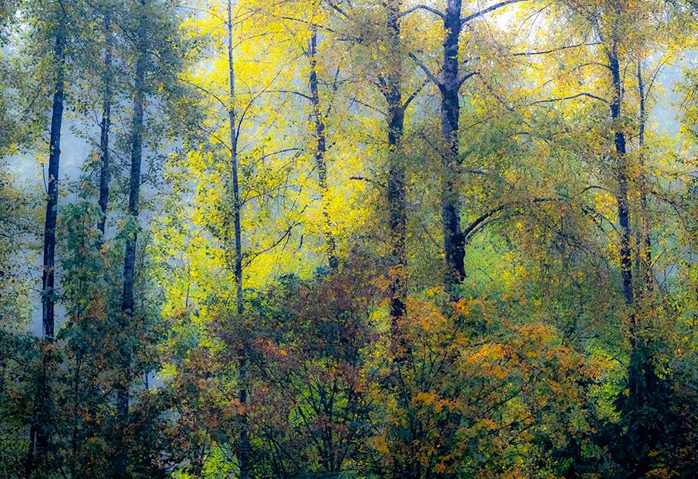 USA-Washington State-Preston with Cottonwoods in fall color